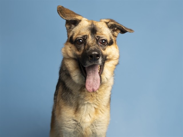 Adorable Yogi Overcomes Challenges with a Golden Heart