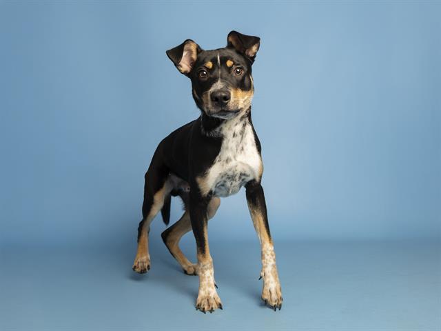 Ricardo: A Survivor Looking for Forever Home