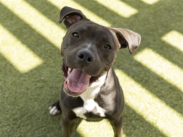 Chickpea Eager to Find Forever Home