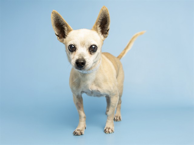 Tito: The Titan of Cuteness