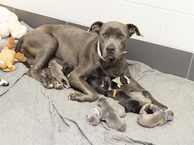 Foster Hero Needed for Betty & Her Baker\