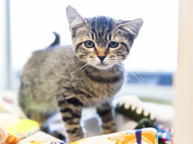 Little Giblet is a Survivor