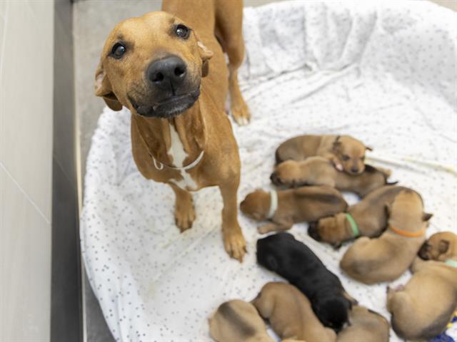 Yammy and Her Sweet Potatoes are Ready for Thanksgiving!