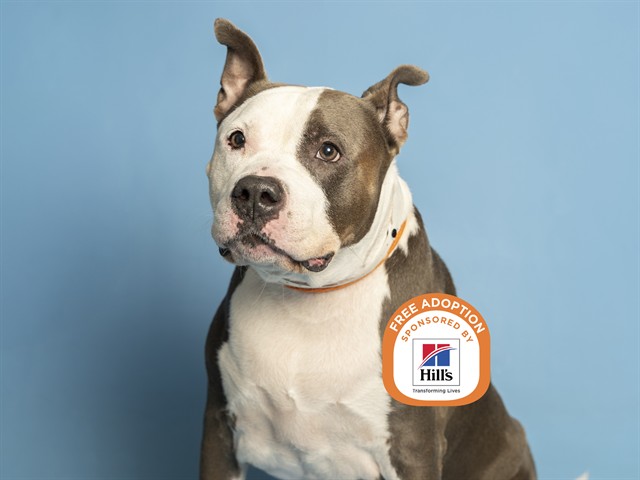 Mochi: A Perfect Mix of Everything Cute!