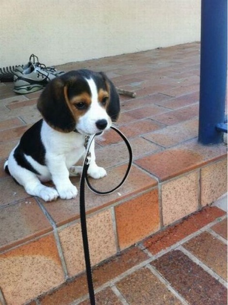 puppy-holds-leash-teeth
