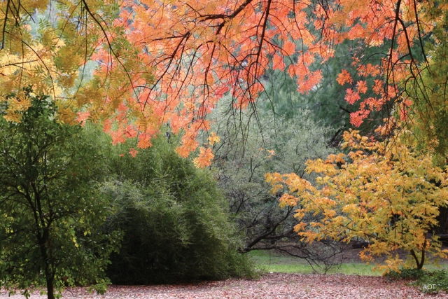 Boyce Thompson Arboretum State Park 2.jpg