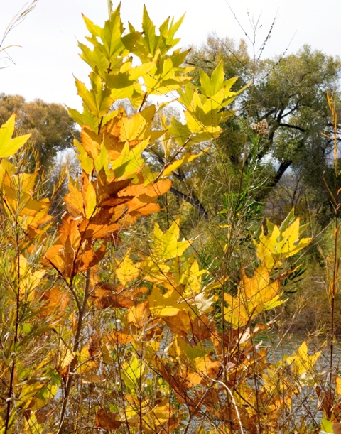 Dead Horse Ranch State Park 2.jpg