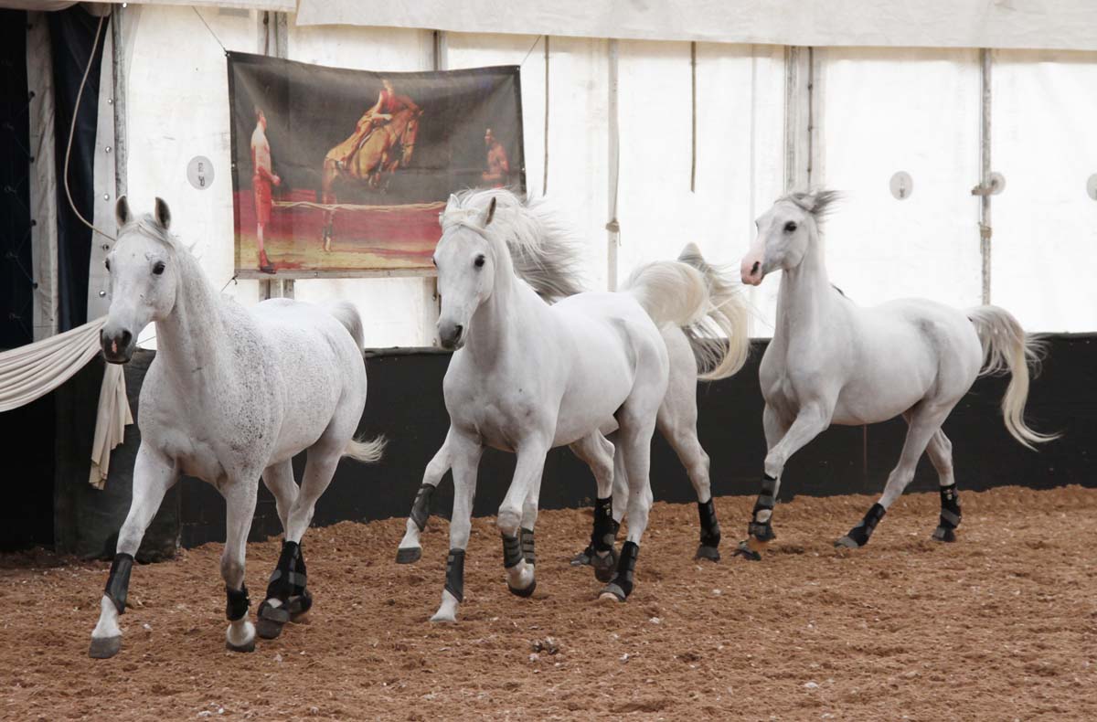 arabian horses liberty practice 1