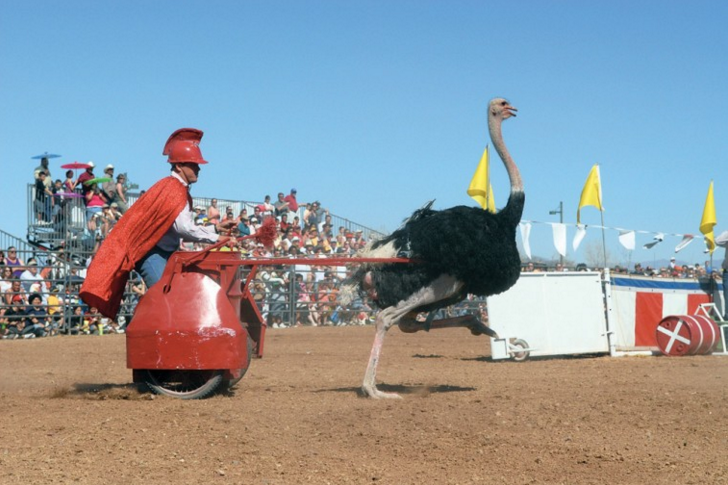 Ostrich chariot
