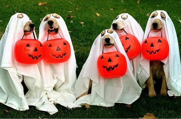 dog ghosts