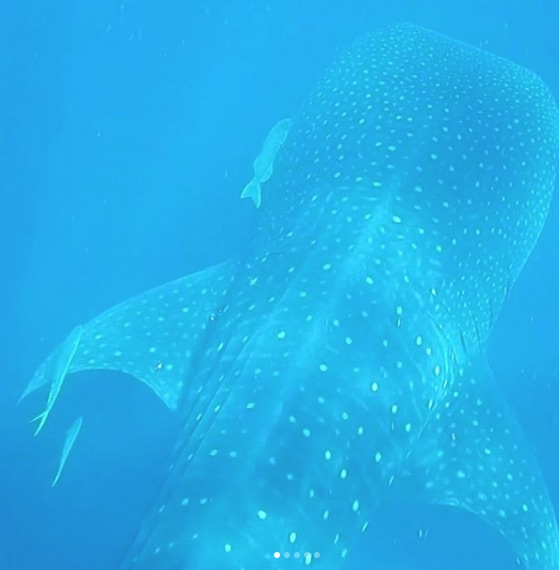 whale shark swimming quntana roo creditwendyaltschuler