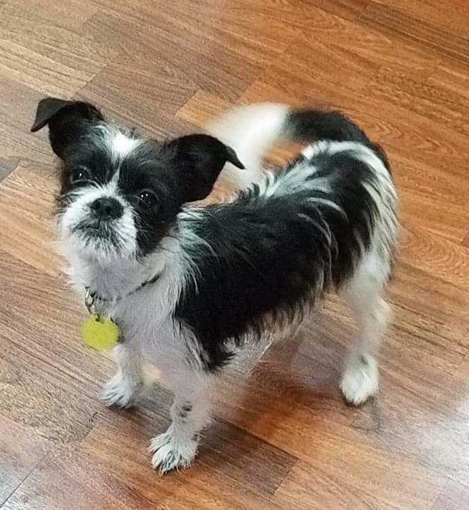 husky mixed with shih tzu