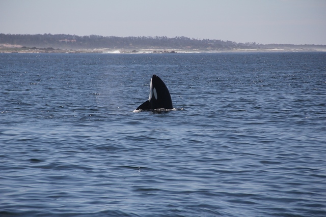 Monterey_Bay_Orca_spy_hopping.JPG