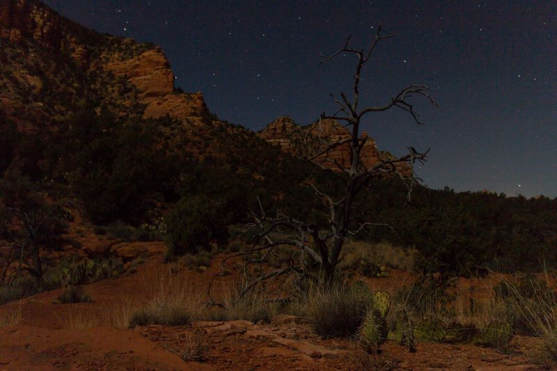 Nature at night image.jpg