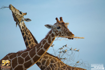 PHX zoo.jpg