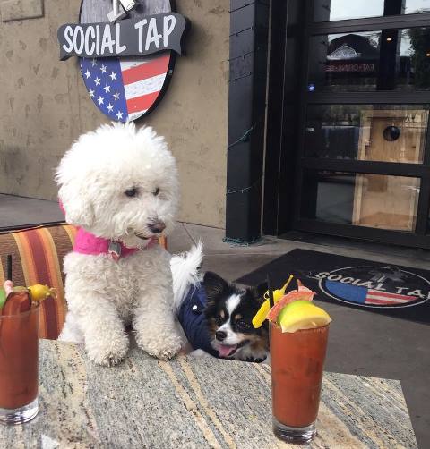 SoCIAL TAP_DogFriendly_Patio.jpg