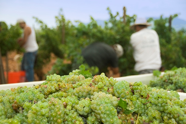 Sonoita_Vineyards.jpg