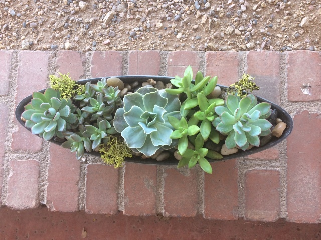 Succulent Garden 2.jpg