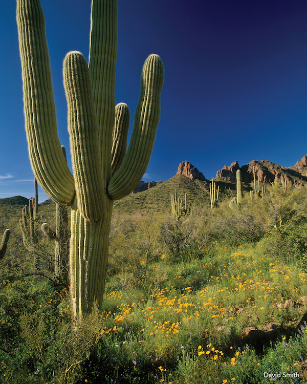 Superstition Mountains.jpg