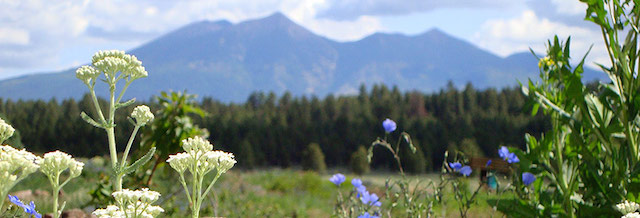 The_Arb_at_Flagstaff.jpg