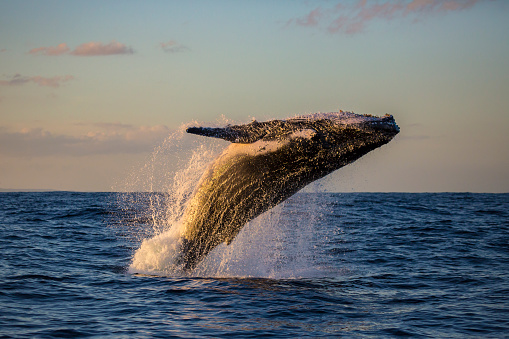 humpback