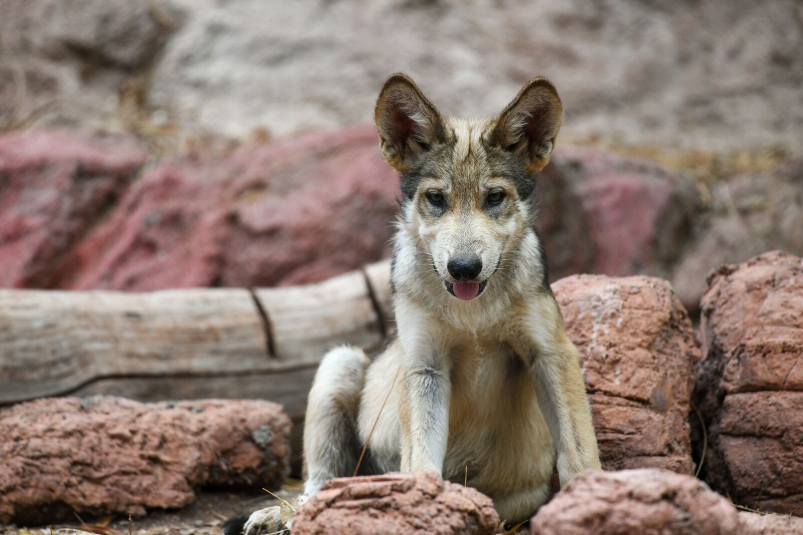 Wolf Pup, Courtesy of Phoenix Zoo.jpeg