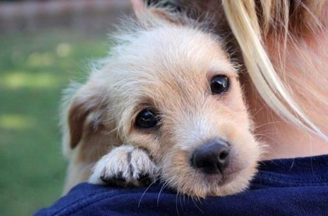 doggie