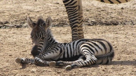 rsz_baby_zebra