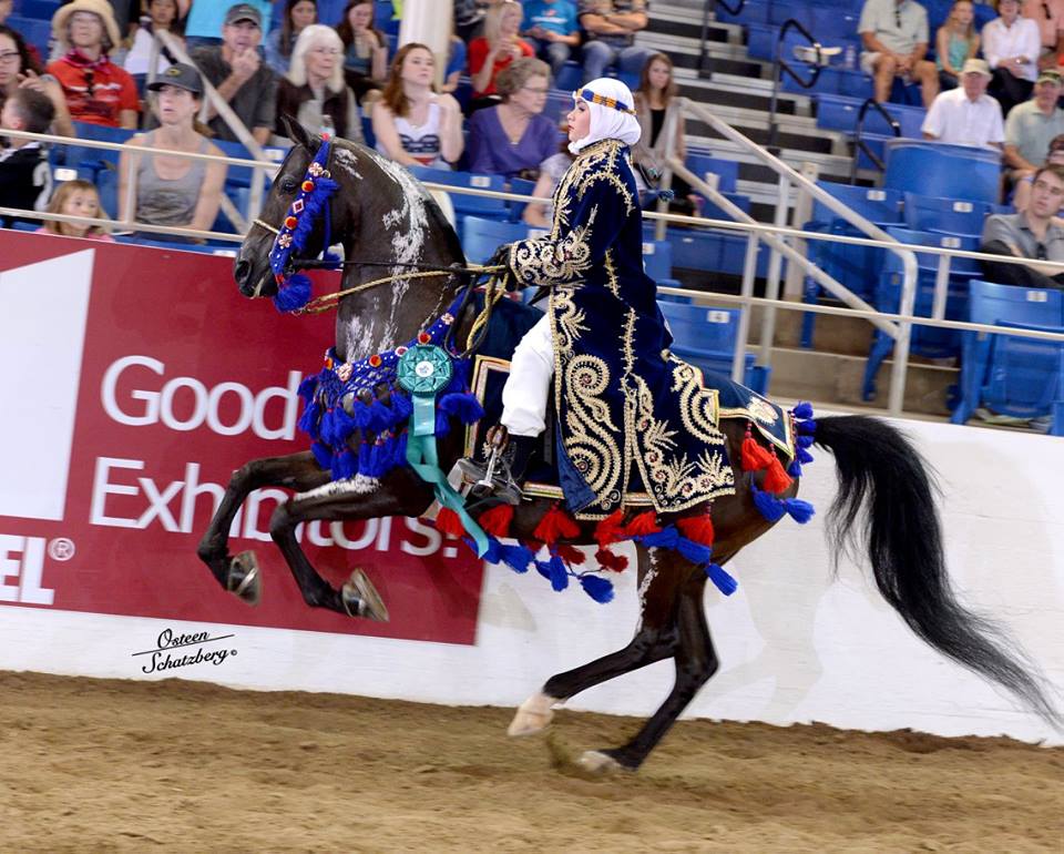 arabian horse show