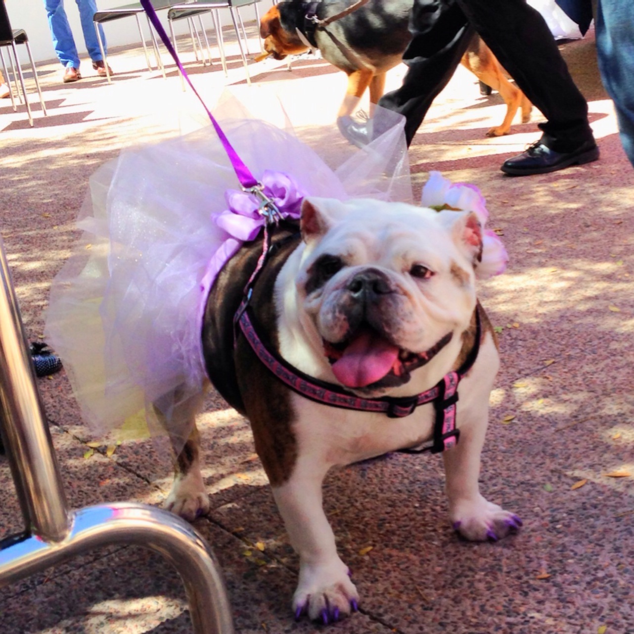 Chunk in tutu