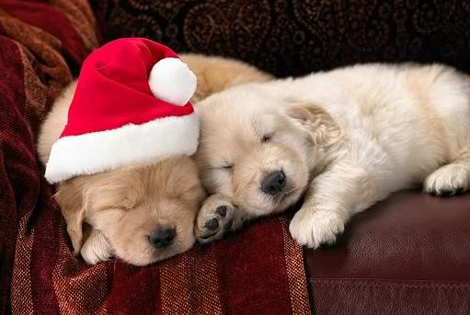 dog santa hat 