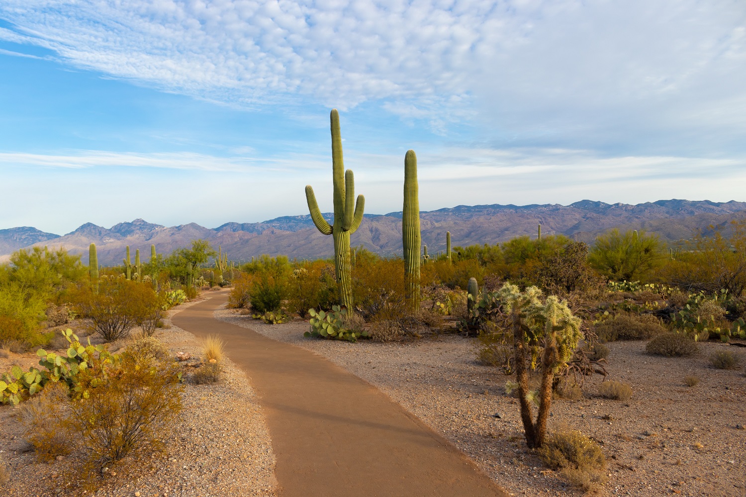 arizona-desert.jpg