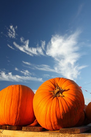 arizona pumpkins