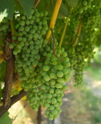 green-grapes
