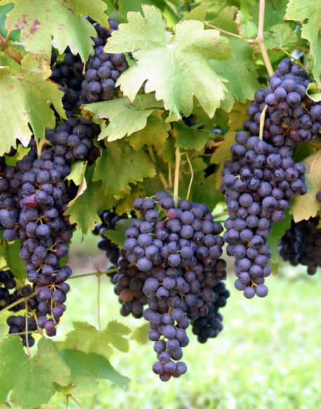 red-grapes