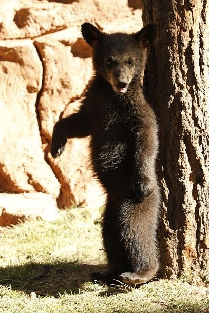 bear