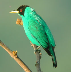 tucson audubon society