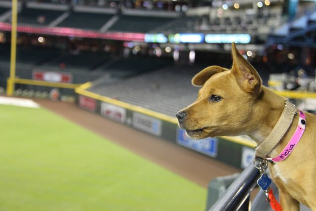 bark in the park.jpeg