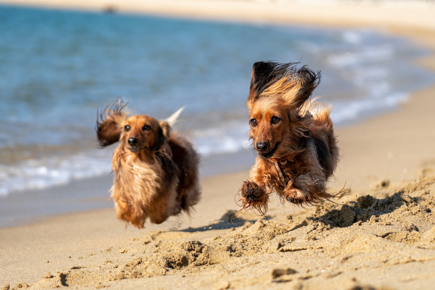 beach-dogs.jpg