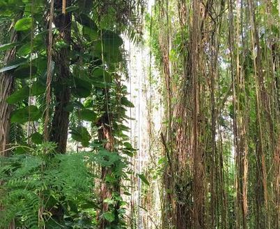 biosphere2_copy.JPG