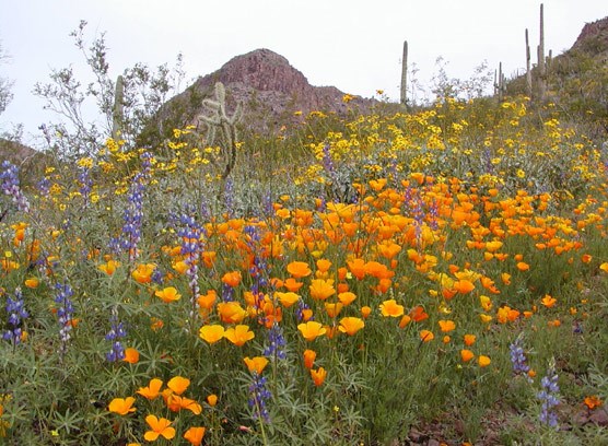 body_poppies-and-lupine_1.jpg