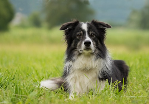 border-collie-2184706_1920_1.jpg