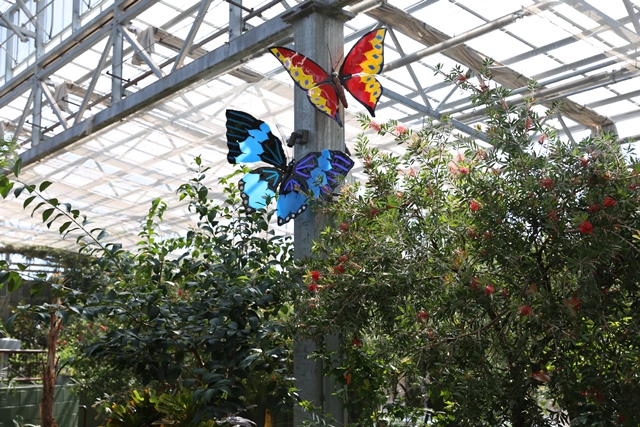 Butterfly Wonderland Unveils Glass In The Garden An Exhibition