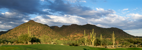 cactus-panob-tucson