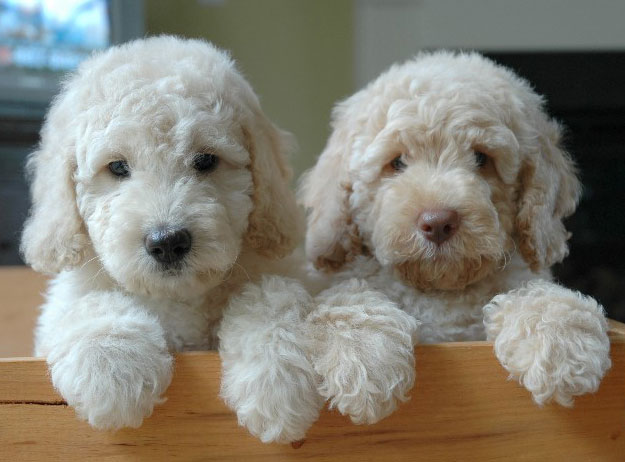 PHOTO 1 Goldendoodles