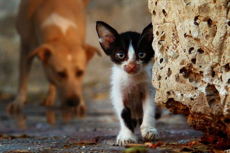 homeless-dog-and-cat