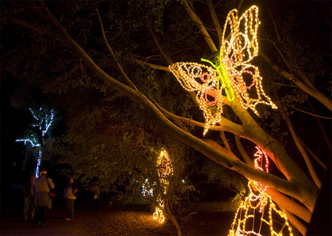 zoo-lights-phoenix