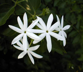 jasmine