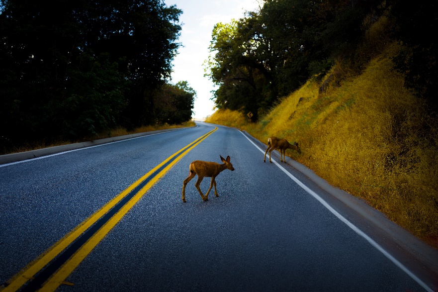 Protect Wildlife by Preventing Crashes Protect Wildlife by Preventing Crashes