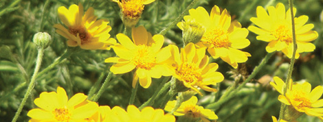 tohono-chul-park-flowers